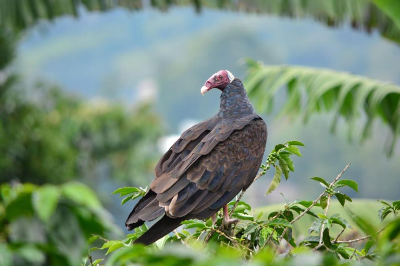Finca turistica Santa Clara Ostello Calarcá Esterno foto